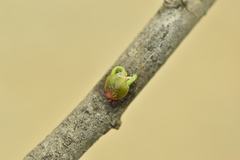 Viscum cruciatum