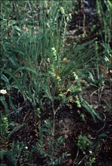 Sanguisorba occidentalis
