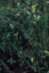 Sanguisorba occidentalis
