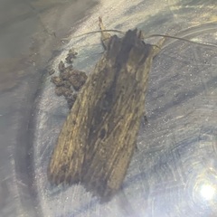 Lithophane semibrunnea