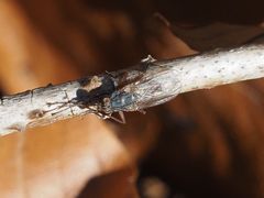 Lispocephala brachialis