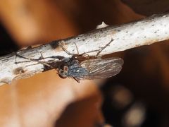 Lispocephala brachialis