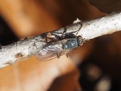 Lispocephala brachialis