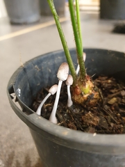 Leucocoprinus ianthinus