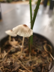 Leucocoprinus ianthinus