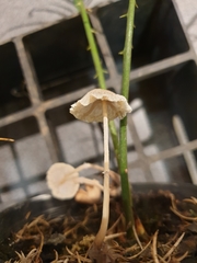 Leucocoprinus ianthinus