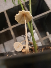 Leucocoprinus ianthinus