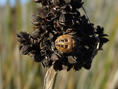 Larinioides suspicax
