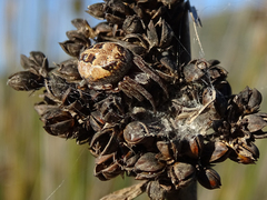 Larinioides suspicax