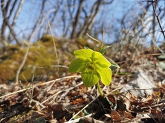 Helleborus odorus