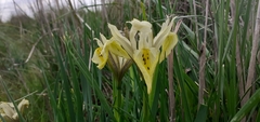 Iris grant-duffii