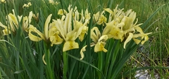 Iris grant-duffii