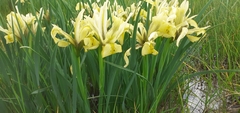 Iris grant-duffii