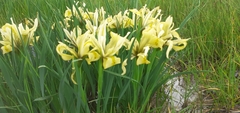 Iris grant-duffii