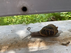 Cornu aspersum