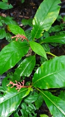 Palicourea calophylla