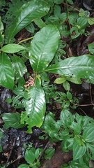Palicourea calophylla