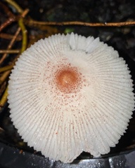 Leucocoprinus ianthinus
