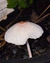 Leucocoprinus ianthinus
