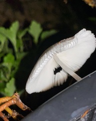 Leucocoprinus ianthinus