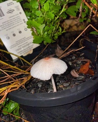 Leucocoprinus ianthinus