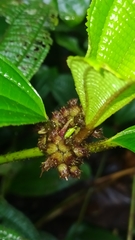 Miconia conglomerata