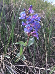 Penstemon nitidus