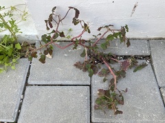 Amaranthus