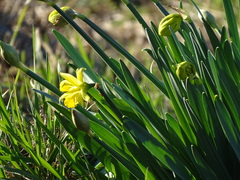 Narcissus