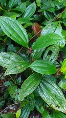 Miconia conglomerata