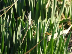 Narcissus