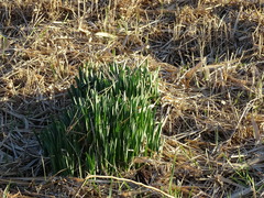 Narcissus