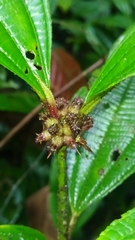 Miconia conglomerata