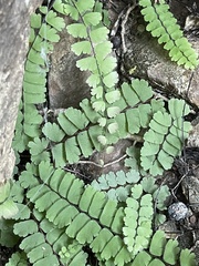Adiantum incisum