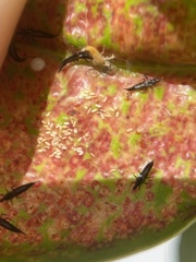Gynaikothrips
