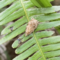 Lepidoptera