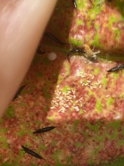 Gynaikothrips