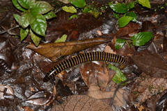 Rhinocricidae