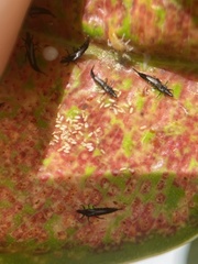 Gynaikothrips