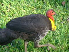 Alectura lathami lathami