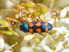 Castiarina vegeta