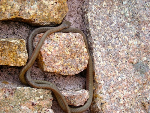 Photo of a Collared Whip Snake (Demansia torquata)