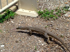 Varanus panoptes panoptes