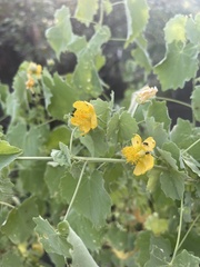 Abutilon pycnodon