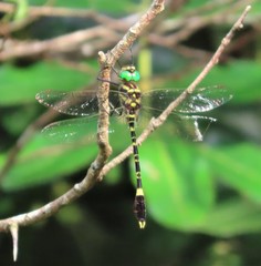 Phyllomacromia picta