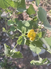 Abutilon pycnodon