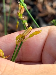 Tricoryne muricata