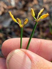 Tricoryne muricata