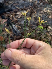 Tricoryne muricata