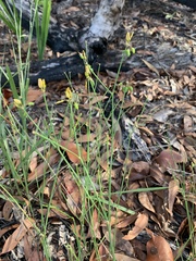 Tricoryne muricata